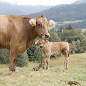 Kuh und Babykuh auf Weide | © Urlaub am Bauernhof / Daniel Gollner