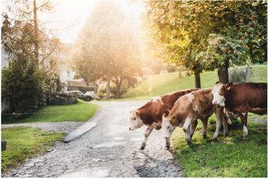 Kälber auf dem Hofgelände I ©Königshofer