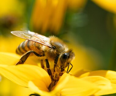 Biene beim Bestäuben einer Blume 