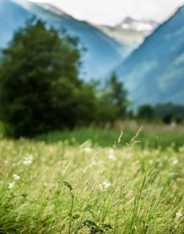 Gräser und Naturlandschaft I ©David Faber