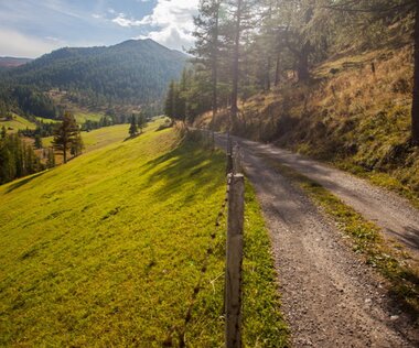 Forstweg I ©Mannuela Wilpernig
