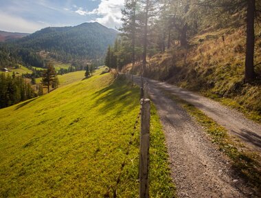 Forstweg I ©Mannuela Wilpernig