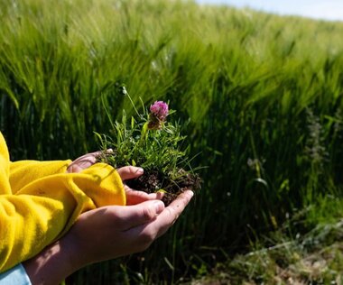Kinderhände in Erwachsenenhände halten eine kleine Pflanze vor Getreidefeld I ©Christoph Liebentritt