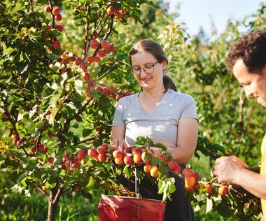 Paar bei Marillenernte | © Bioernte Steiermark_Königshofer Paar bei Marillenernte | © Bioernte Steiermark_Königshofer