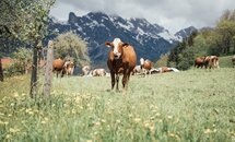 Kuh schaut in Kamera | © Urlaub am Bauernhof / Daniel Gollner 