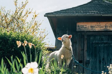 Schaf steht vor der Hütte | © Urlaub am Bauernhof / Daniel Gollner
